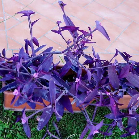 Parcoverdepino-3